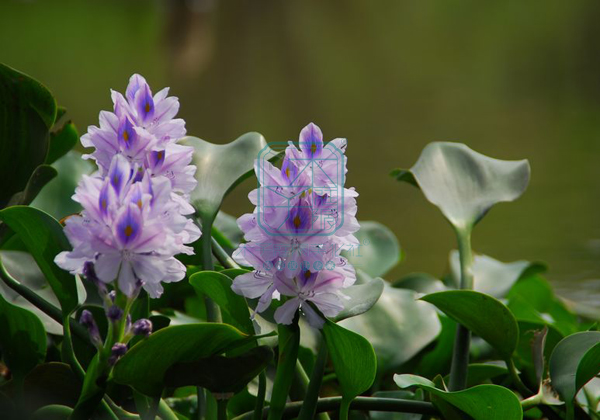 園林景觀常見(jiàn)幾種水景植物，看了就知道